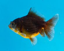 Load image into Gallery viewer, Chocolate Oranda  (2.75 inches) Imported from Thailand