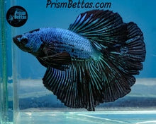 Load image into Gallery viewer, Black Orchid Halfmoon Male