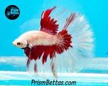 Load image into Gallery viewer, Red Dragon Butterfly Halfmoon Male