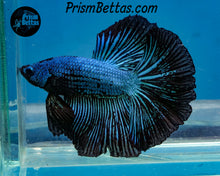 Load image into Gallery viewer, Black Orchid Halfmoon Male