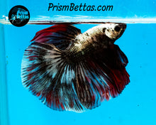 Load image into Gallery viewer, Copper Marble Halfmoon Male