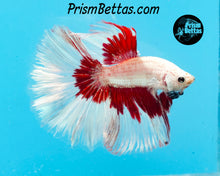 Load image into Gallery viewer, Red Dragon Butterfly Halfmoon Male