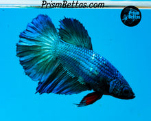 Load image into Gallery viewer, Turquoise Halfmoon Female