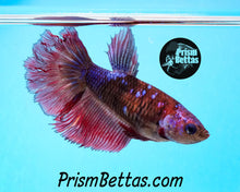 Load image into Gallery viewer, Marble Halfmoon Female Buy 4 Get 1 Free