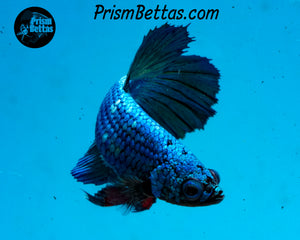 Turquoise Halfmoon Female