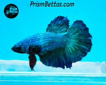 Load image into Gallery viewer, Turquoise Halfmoon Female