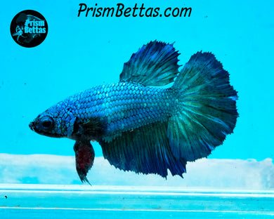 Turquoise Halfmoon Female