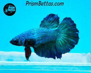 Turquoise Halfmoon Female