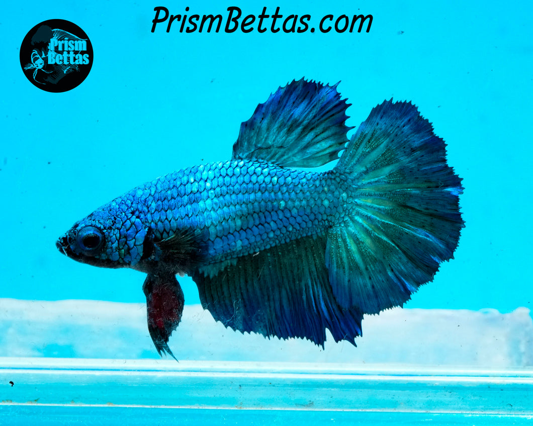 Turquoise Halfmoon Female