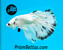 Load image into Gallery viewer, Copper Marble Halfmoon Male