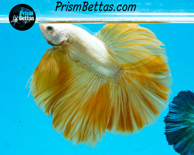 Yellow Dragon Halfmoon Male