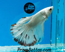 Load image into Gallery viewer, Copper Marble Halfmoon Male