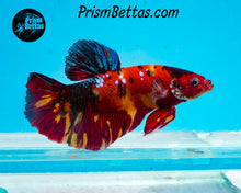 Load image into Gallery viewer, Candy Koi Giant Halfmoon Plakat Male