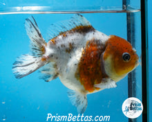 Load image into Gallery viewer, Calico Godzilla Shogun Oranda Female (4.5 inches) Imported in Thailand