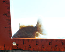 Load image into Gallery viewer, Chocolate Oranda  (2.75 inches) Imported from Thailand