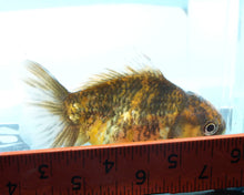Load image into Gallery viewer, Gold Calico Oranda  (3.25 inches) Imported from Thailand
