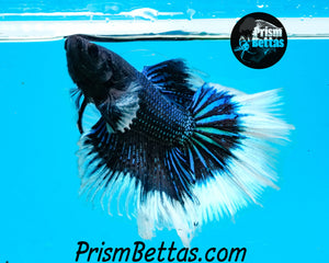 Black Orchid Butterfly Rosetail Halfmoon Male