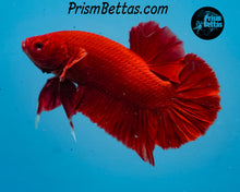 Load image into Gallery viewer, Red Halfmoon Plakat Male