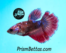 Load image into Gallery viewer, Marble Halfmoon Female Buy 4 Get 1 Free