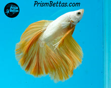 Load image into Gallery viewer, Yellow Dragon Halfmoon Male