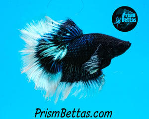 Black Orchid Butterfly Rosetail Halfmoon Male