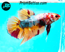 Load image into Gallery viewer, Marble Giant Halfmoon Plakat Male