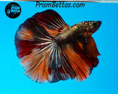 Copper Candy Koi Halfmoon Male