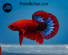 Load image into Gallery viewer, Hellboy Halfmoon Plakat Male