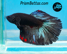 Load image into Gallery viewer, Blacklight Halfmoon Male