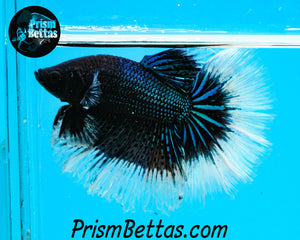 Black Orchid Butterfly Rosetail Halfmoon Male