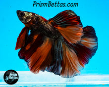 Load image into Gallery viewer, Copper Candy Koi Halfmoon Male
