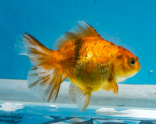 Load image into Gallery viewer, Tiger Calico Oranda  (3.5 inches) Imported from Thailand