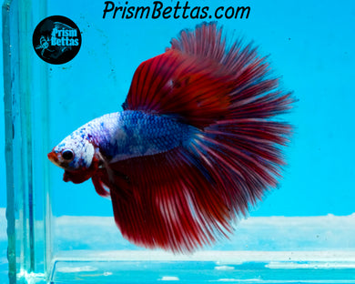 Marble Halfmoon Male