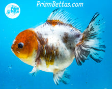 Load image into Gallery viewer, Calico Godzilla Shogun Oranda Female (4.5 inches) Imported in Thailand
