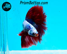Load image into Gallery viewer, Marble Halfmoon Male