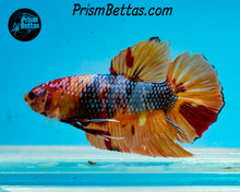 Load image into Gallery viewer, Marble Giant Halfmoon Plakat Male