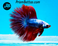 Load image into Gallery viewer, Marble Halfmoon Male