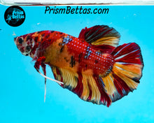 Load image into Gallery viewer, Candy Koi Giant Halfmoon Plakat Male
