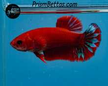 Load image into Gallery viewer, Hellboy Halfmoon Plakat Female