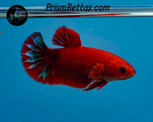 Load image into Gallery viewer, Hellboy Halfmoon Plakat Female