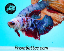 Load image into Gallery viewer, Marble Halfmoon Female Buy 4 Get 1 Free