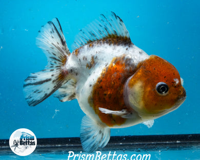 Calico Godzilla Shogun Oranda Female (4.5 inches) Imported in Thailand