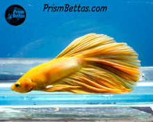 Load image into Gallery viewer, Yellow Halfmoon Male