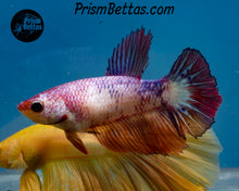 Load image into Gallery viewer, Marble Halfmoon Female