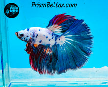 Load image into Gallery viewer, Marble Halfmoon Male