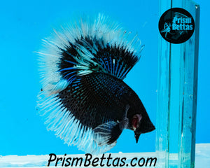 Black Orchid Butterfly Rosetail Halfmoon Male