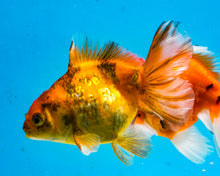 Load image into Gallery viewer, Tiger Calico Oranda  (3.5 inches) Imported from Thailand