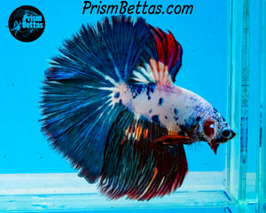 Marble Halfmoon Male