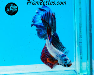 Marble Halfmoon Male