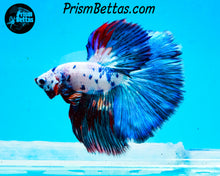 Load image into Gallery viewer, Marble Halfmoon Male